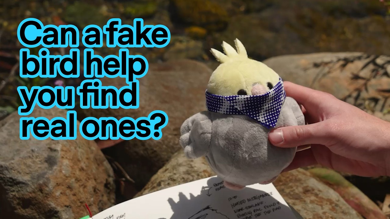 Meet Birding Pal — original channel thumbnail